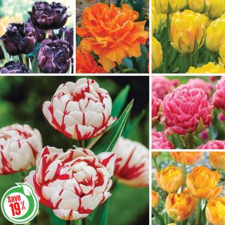 Double Tulip Collection Thumbnail